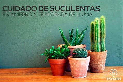 Los cactus son un tipo de plantas caracterizados por su gran resistencia a las condiciones extremas de calor, por el hecho de retener el agua en sus tallos, hojas o raíces. cuidado de suculentas en invierno y temporada de lluvias ...