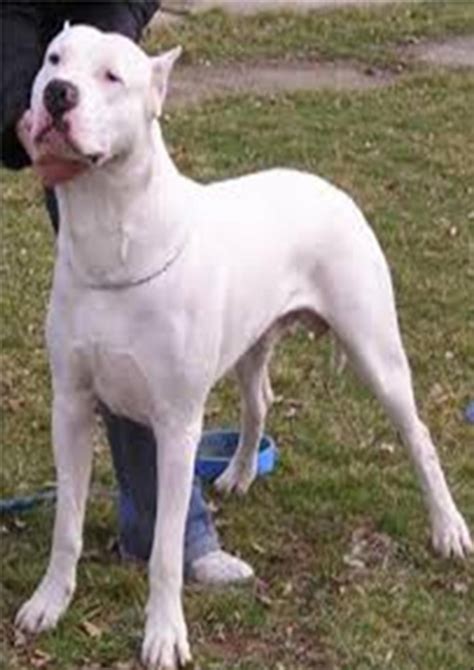 Dogo Argentino Daxtons Friends