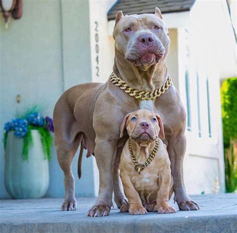 14 Pictures Only Pit Bull Owners Will Think Are Funny