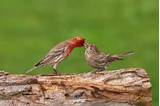 Feeding A Baby House Finch Pictures