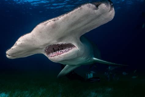 Texas Fisherman Catches Massive 14 Foot Hammerhead That Looks Big