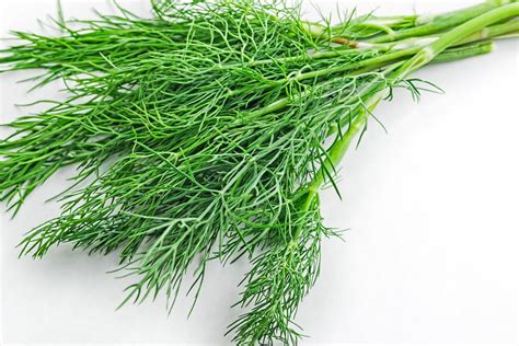 Dill Icious Dill Weed Is An Antioxidant Powerhouse Chicago Sun Times