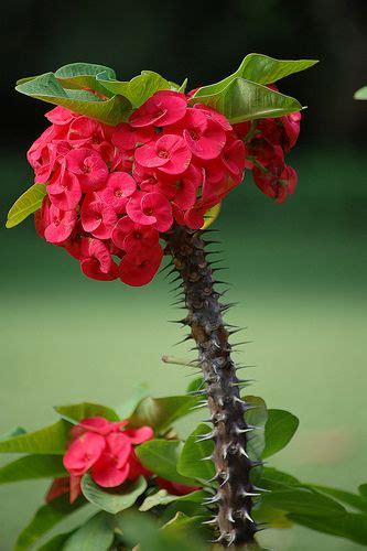 Euphorbia Milli Crown Of Thorns Red Flowers Crown Of Thorns Plant