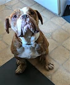 The portion of a particular state each group below serves is indicated by the symbol next to its name American Bulldog Rescue - 501C3 Not-for-Profit Dog Rescue ...