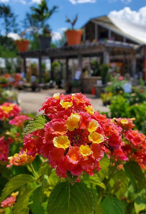 Garden Center Holly Days Nursery Garden Center And Landscaping