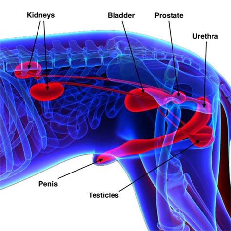 Causes Of An Enlarged Prostate In Dogs Kingsdale Animal Hospital