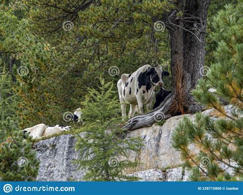 Cow Relaxing In Dolomites Stock Photo Image Of Relax 228715800