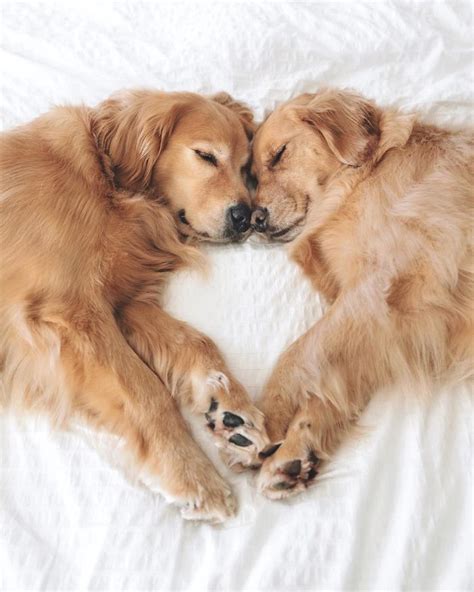 Ten Photos Of Two Golden Retriever Besties That Will Warm Your Heart Thinking Of Something