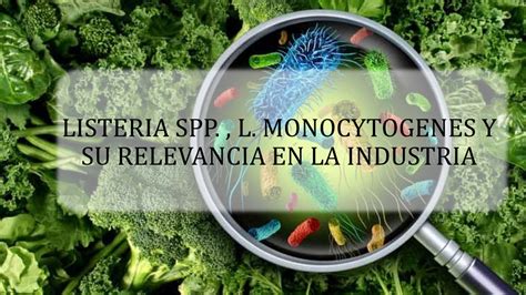 Listeria Spp L Monocytogenes Y Su Relevancia En La Industria Miuras