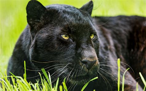 Panthers can thrive in areas such panthers are solitary and territorial animals, especially males who usually occupy a large territory. Black Panther Peering Through Blades of Grass HD Wallpaper | Background Image | 2880x1800 | ID ...