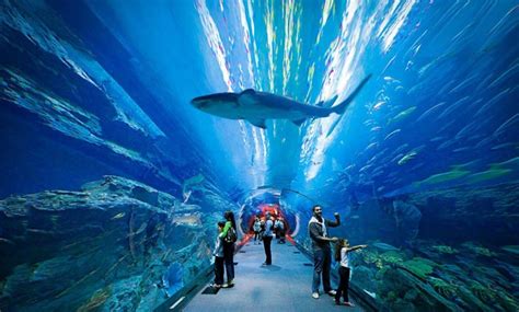 The Lost Chamber Aquarium Dubai Atlantis Dubai Aquarium Aquarium