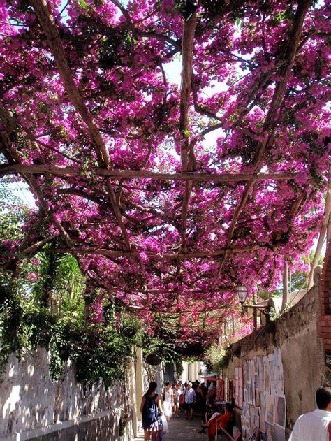 Quando si vuole scegliere un albero per la propria abitazione o per il proprio giardino. 29 tra le più magiche strade del mondo all'ombra di fiori e alberi | Buganvillea, Fiori e Paesaggi