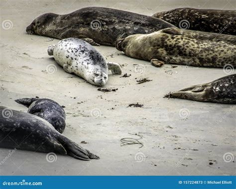 Common Harbor Seal Stock Image Image Of Blubber Laying 157224873