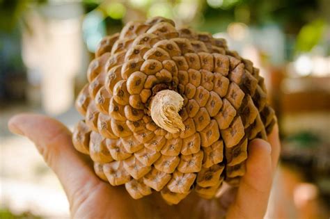 People work in factories cooking food in restaurant. 5 Examples of the Fibonacci Sequence in Plants