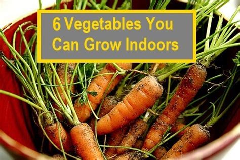 6 Vegetables You Can Grow Indoors