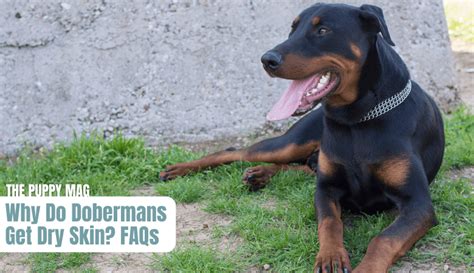 Are Dobermans Prone To Skin Problems
