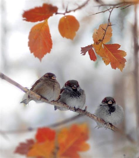 (8) Твиттер (с изображениями) | Осенние виды, Птички, Живописные пейзажи