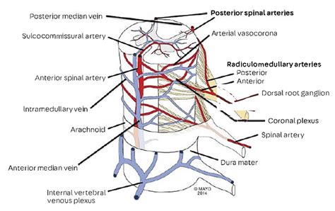 Spinal Cord Venous Drainage