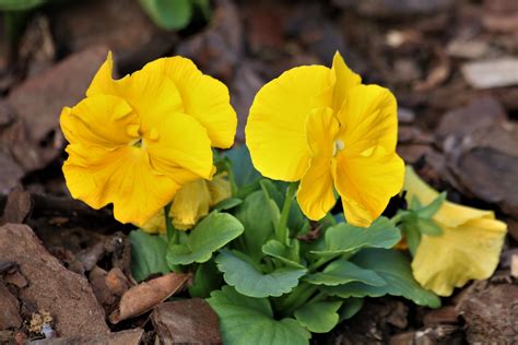 Two Yellow Pansies Close Up Free Stock Photo Public Domain Pictures