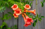 Images Of Trumpet Vine Flower