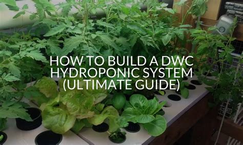 How To Build A Dwc Hydroponic System Ultimate Guide Soak And Soil