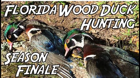 Florida Wood Duck Hunting Limit Of Wood Ducks And Mottled Ducks Swamp