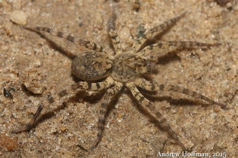 Wolf Spider Facts And Pictures The Infinite Spider