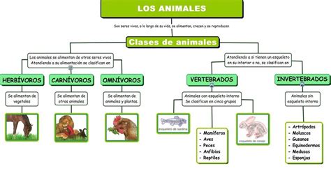 Reino Animal Mapa Conceptual