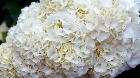 4k Free Download Hydrangea Hydrangea Macrophylla White Flowers