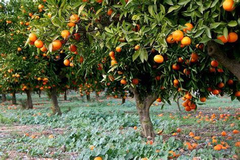 Grove Of Orange Trees Costa Blanca Region Alicante Province Spain