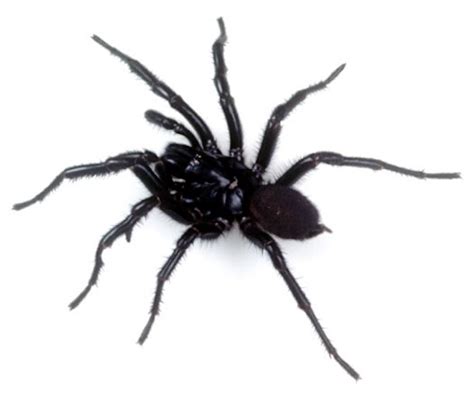 Sydney Funnel Web Spider Atrax Robustus Australian Museum