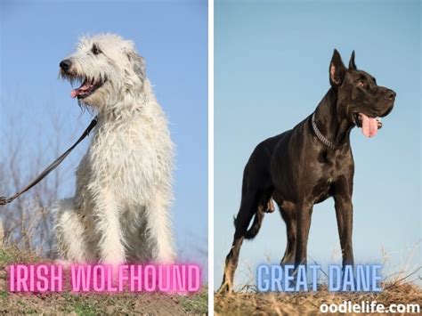 Big Differences Between Irish Wolfhound Vs Great Dane Photos Oodle Life