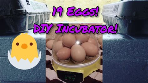 Hatching 19 Eggs With A Mini Incubatorday 1 Youtube