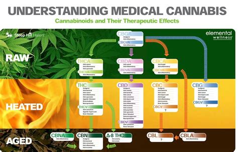 Understanding Medical Cannabis Graphic Chart