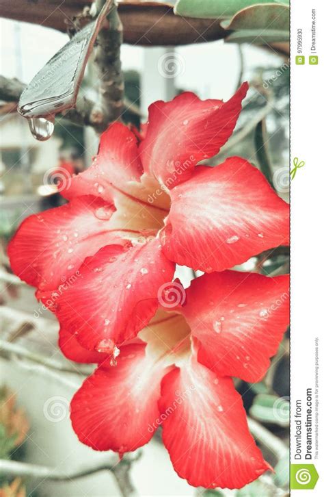 Nature Tropic Flower Stock Photo Image Of Beautiful 97995930