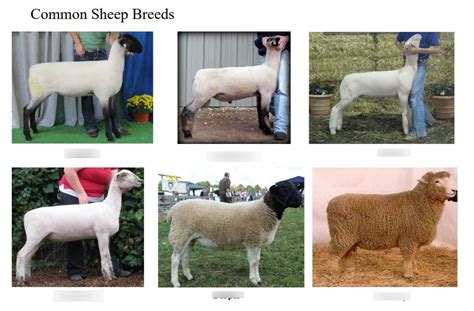 Common Sheep Breeds Diagram Quizlet