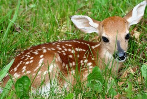 Dem Urges Public Not To Remove Fawns And Other Baby Animals From The