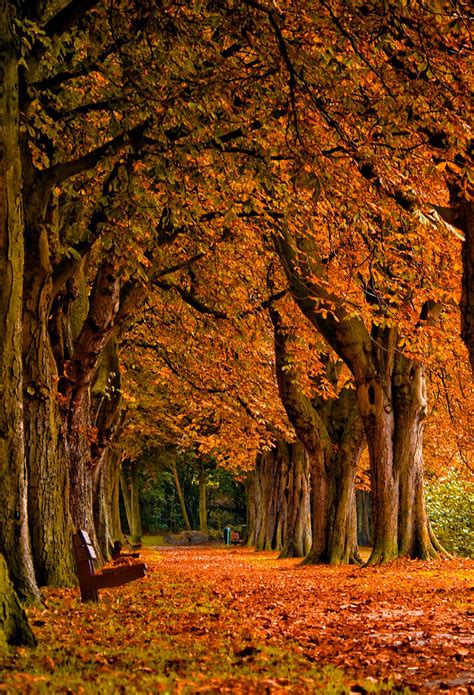 12 Cute Autumn Wallpaper Iphone Basty Wallpaper