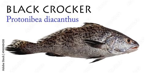 Black Croaker Protonibea Diacanthus Lacepède 1802 Foto De Stock