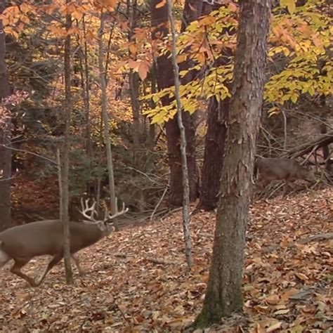 The Best Time To Hunt The Rut Deer And Deer Hunting