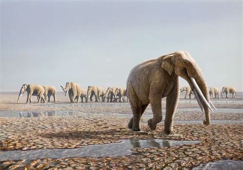 Pin On Prehistoric Elephants And Mammoths