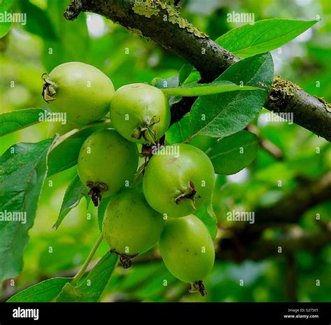 Green Crabapples Hi Res Stock Photography And Images Alamy