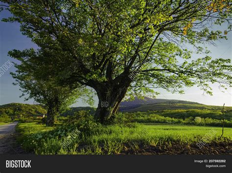 Old Oak Tree Landscape Image And Photo Free Trial Bigstock
