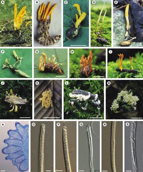 A M Representative Species Of Cordyceps And Its Allies In