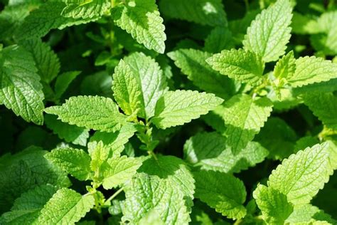 Top Plants That Repel Mosquitoes and Fleas | GardenAxis.com