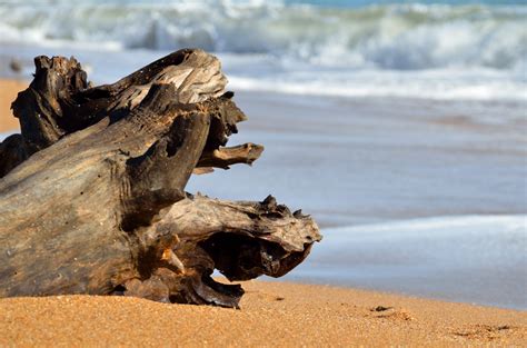 Driftwood On The Ocean Surf Free Stock Photo Public Domain Pictures