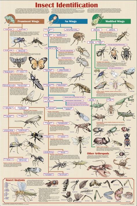 Insect Identification Chart Non Laminated Feenixx Publishing