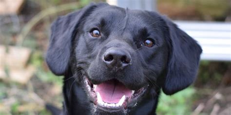Donate Almost Home Dog Rescue