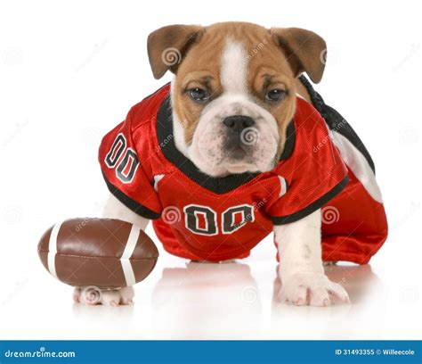 Football Dog Stock Image Image Of Bulldog Friend Activity 31493355