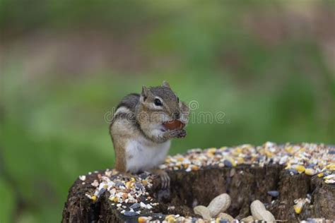 Eastern Chipmunk Tamias Striatus In The Fores Stock Photo Image Of